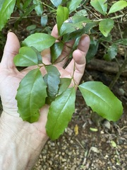 Polyosma cunninghamii