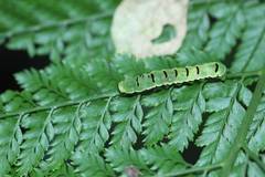 Callopistria repleta