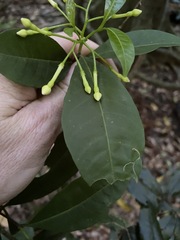 Tabernaemontana pandacaqui