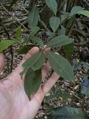 Tabernaemontana pandacaqui