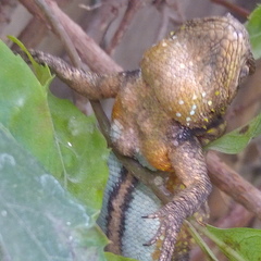 Sceloporus grammicus