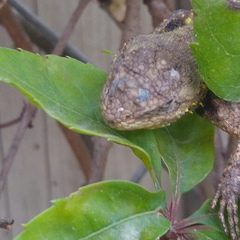Sceloporus grammicus