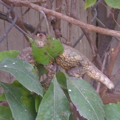 Sceloporus grammicus