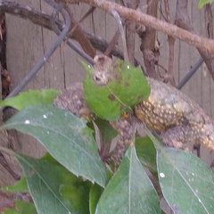 Sceloporus grammicus