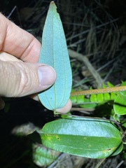Smilax glyciphylla