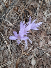 Colchicum feinbruniae