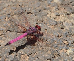 Trithemis persephone