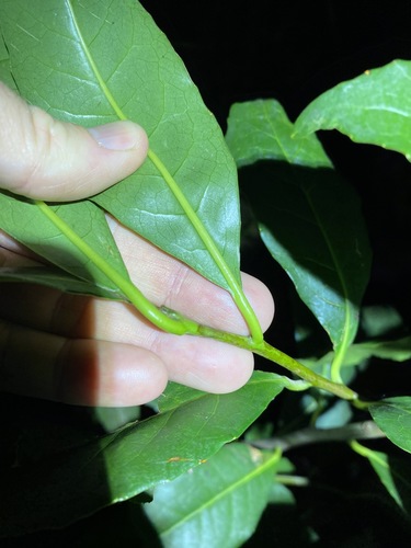 Image of White Hazelwood (Symplocos stawellii) by (c) Greg Tasney, some rights reserved (CC BY-SA)