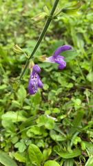 Salvia forskaehlei