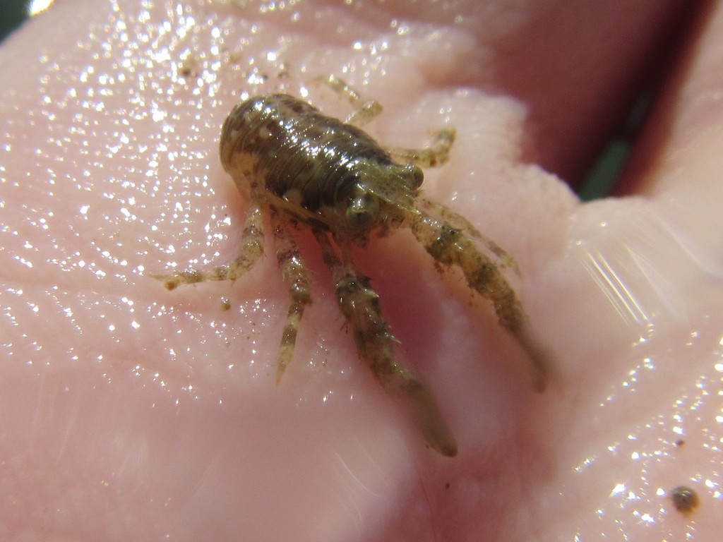 Galathea corallicola