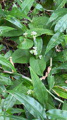 Persicaria chinensis