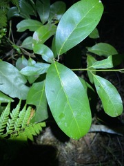 Endiandra discolor