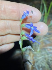 Lobelia gibbosa