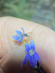 Lobelia gibbosa