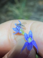 Lobelia gibbosa