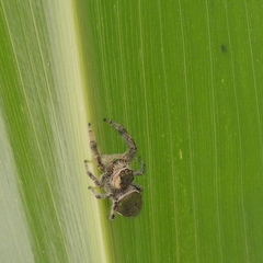 Paraphidippus