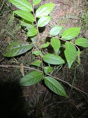 Glochidion sumatranum