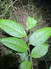 Glochidion sumatranum