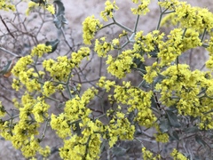Eriogonum corymbosum nilesii