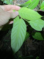 Glochidion sumatranum