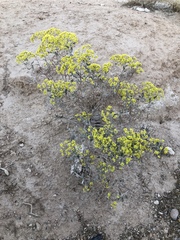 Eriogonum corymbosum nilesii