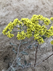 Eriogonum corymbosum nilesii