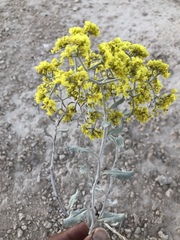 Eriogonum corymbosum nilesii