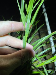 Carex maculata