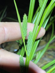 Carex maculata