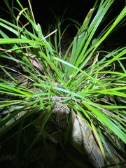 Carex maculata