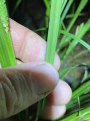 Carex maculata