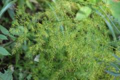 Asparagus schoberioides