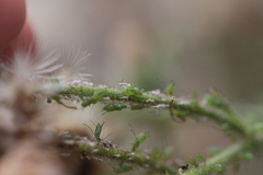 Uroleucon erigeronense
