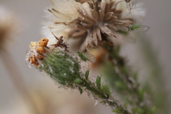 Uroleucon erigeronense