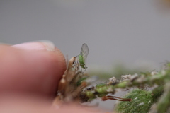 Uroleucon erigeronense