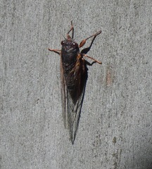 Birrima castanea