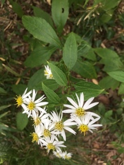 Aster glehnii