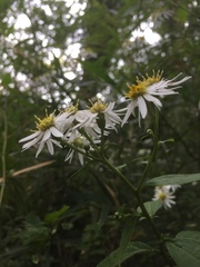 Aster glehnii