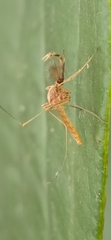 Anopheles
