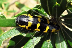 Cyrioides imperialis