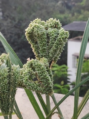 Eleusine coracana