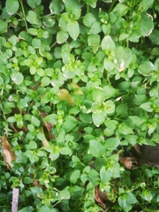 Stellaria media