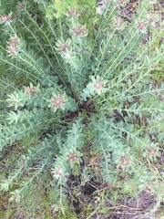 Stellera chamaejasme