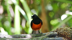 Copsychus stricklandii stricklandii