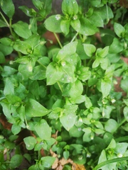 Stellaria media