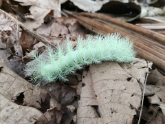 Hemileucinae