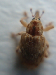 Aneuma compta