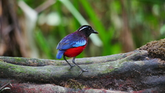 Erythropitta ussheri