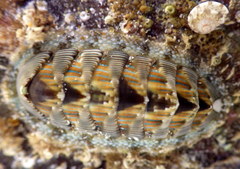 Rhyssoplax diaphora
