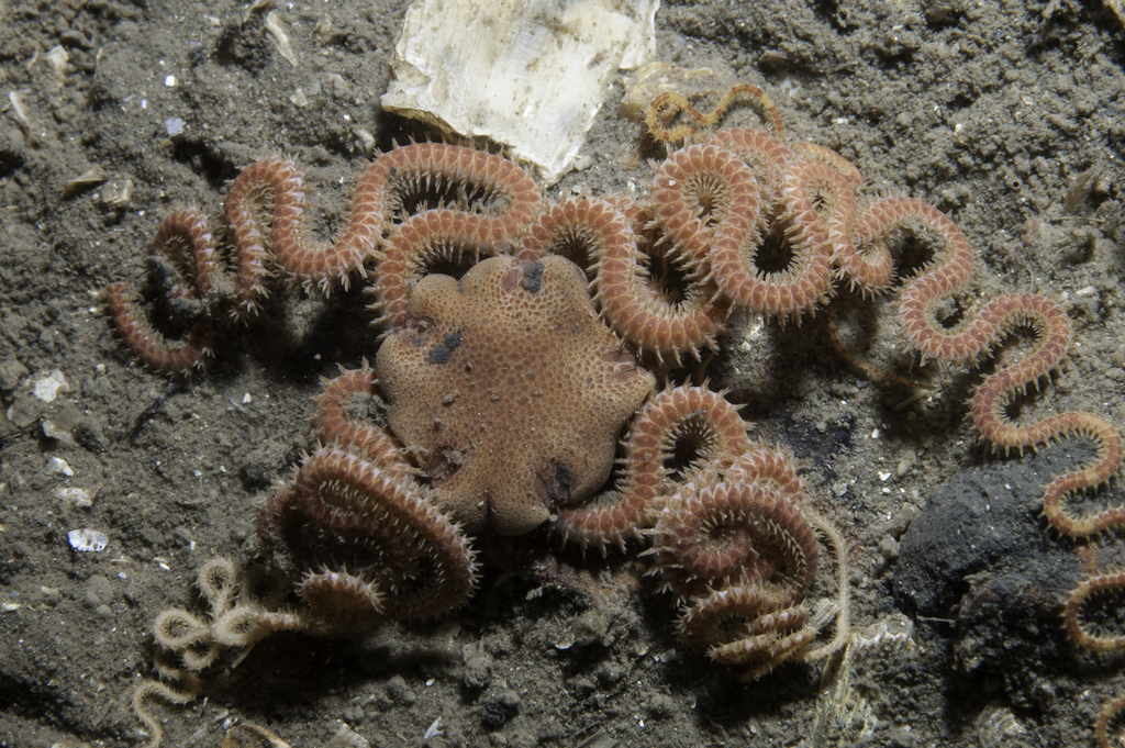 brittlestar